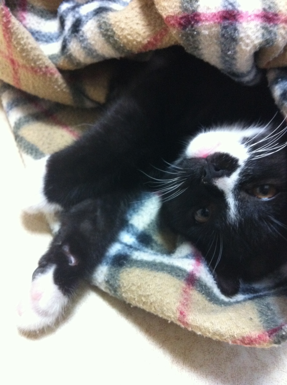 라이온(턱시도 오순이) 오랜만에 인사드립니다.