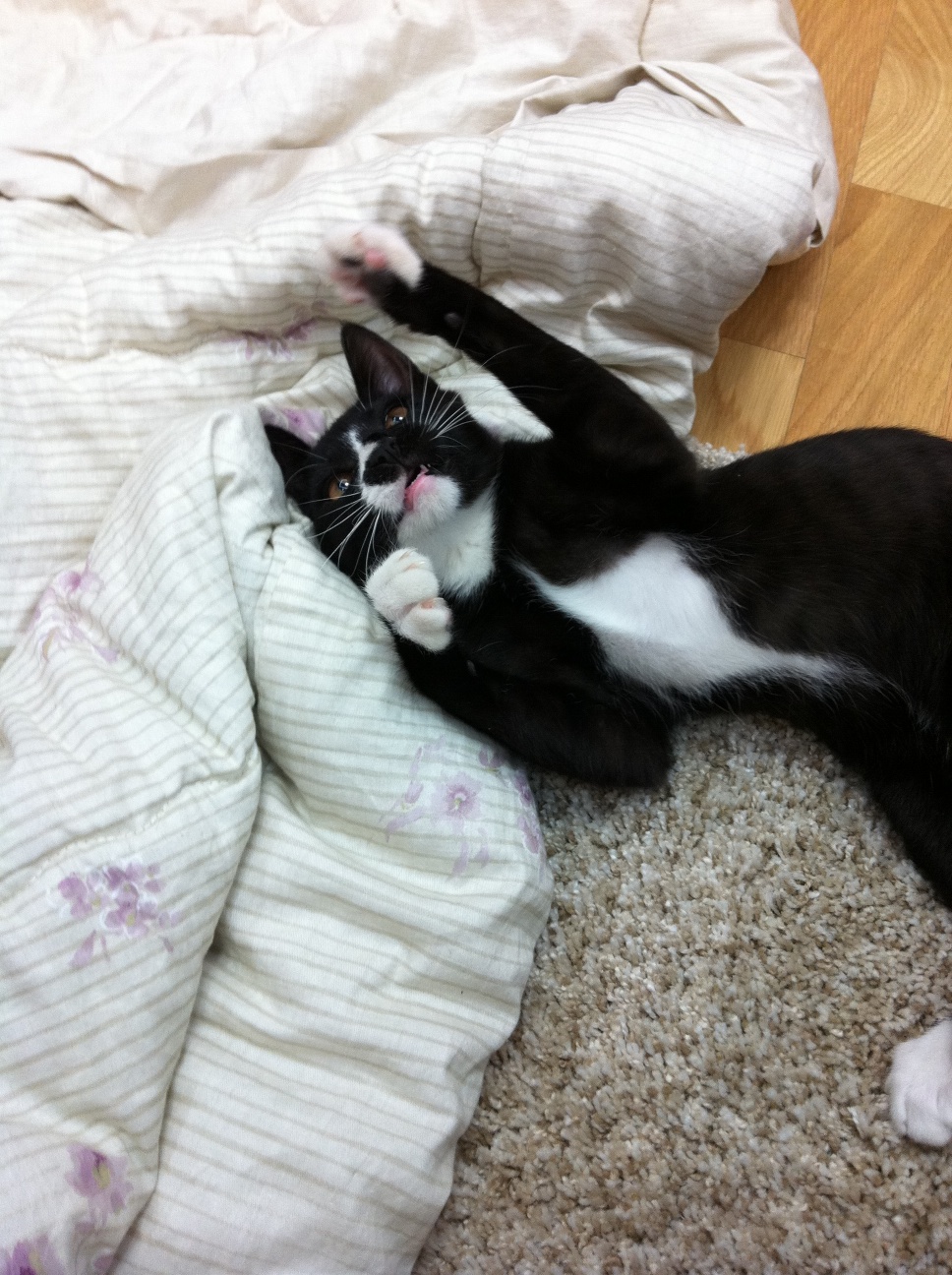 라이온(턱시도 오순이) 오랜만에 인사드립니다.