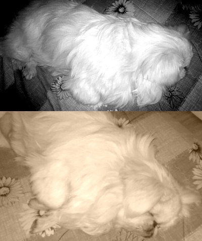 줄리엣의 전위예술