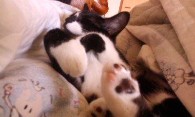 턱시도 사순이~