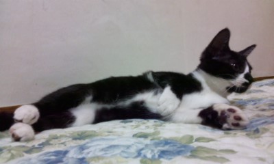 턱시도 사순이~