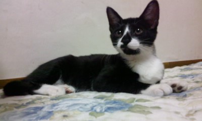 턱시도 사순이~