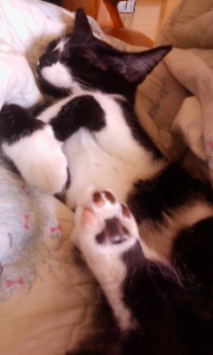 턱시도 사순이~