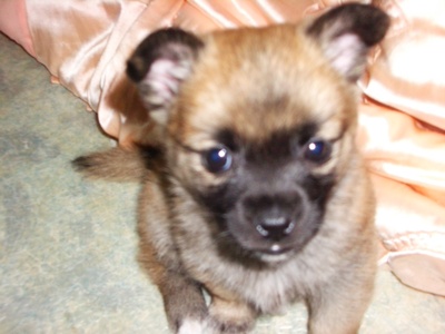 제가 처음 키웠던 강아지입니다.