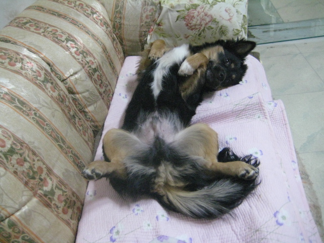 돌보 말썽쟁이 혼내주다