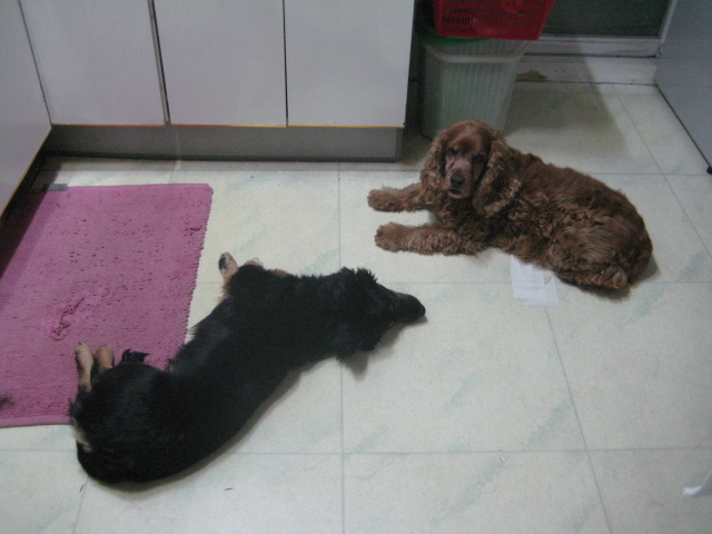 돌보 말썽쟁이 혼내주다