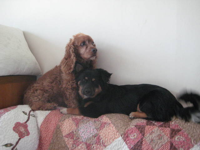 돌보 말썽쟁이 혼내주다