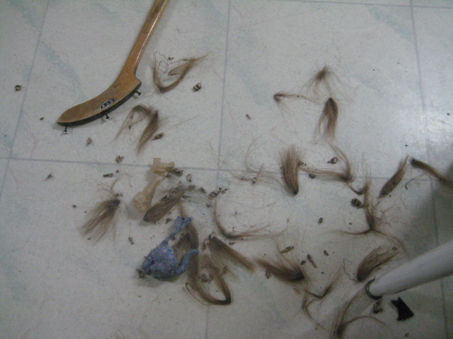 돌보 말썽쟁이 혼내주다