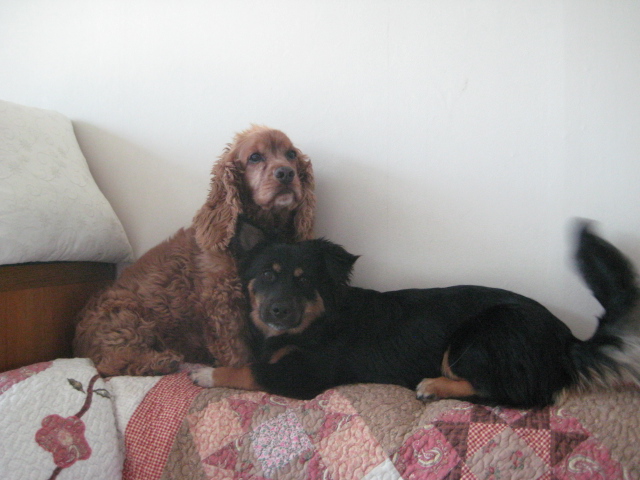 돌보 말썽쟁이 혼내주다