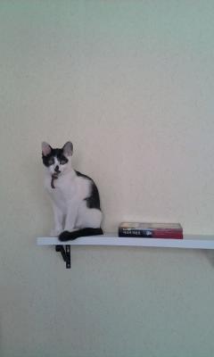 턱시도 둘째 탐이 소식입니다:)