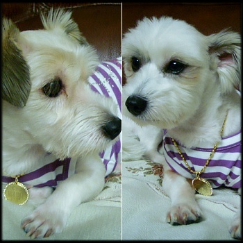 샛별 삐삐 입양후 일주일♥^^~러브하우스♡입니다