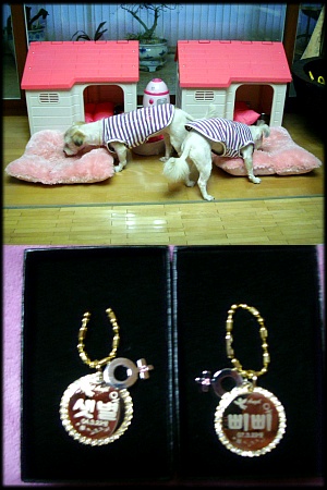 샛별 삐삐 입양후 일주일♥^^~러브하우스♡입니다