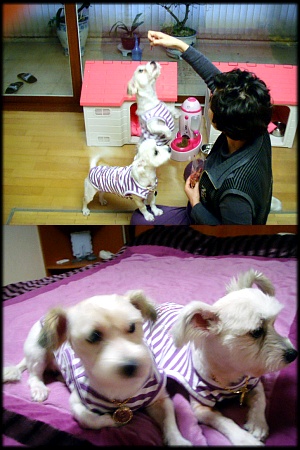 샛별 삐삐 입양후 일주일♥^^~러브하우스♡입니다