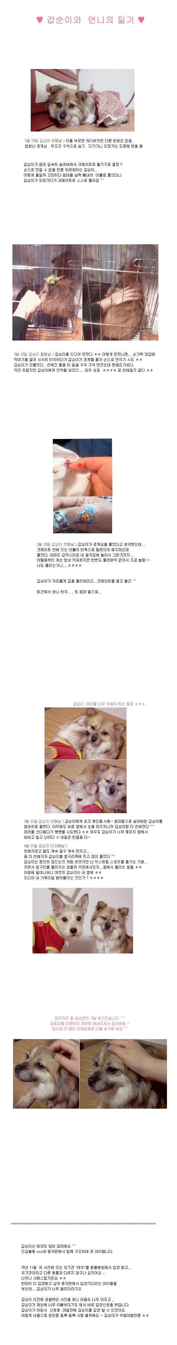 갑순이 입양 5일째 ^^