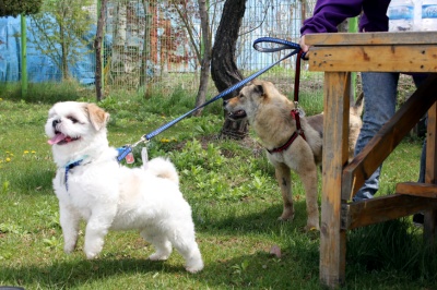 입양동물의날행사 8편 - 사무실아이들