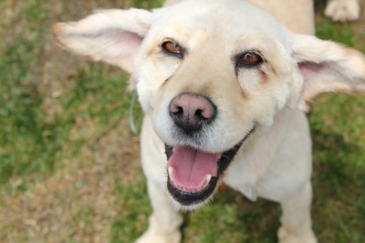 입양동물의날행사 8편 - 사무실아이들