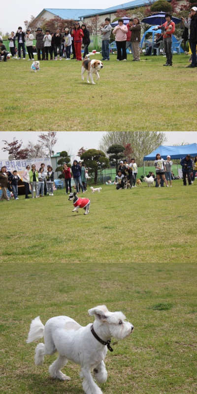 입양동물의날행사 3편 - 게임