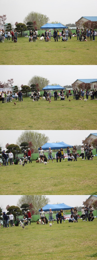 입양동물의날행사 4편 - 게임