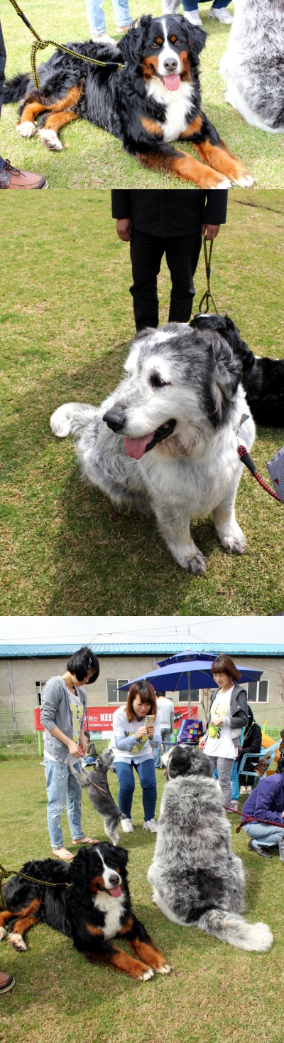 입양동물의날행사 2편 - 놀러왔어요