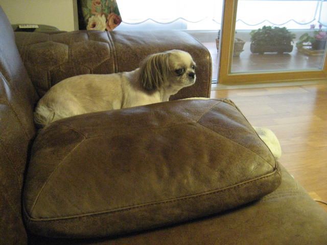 입양의 날 행사에 참석못한 진주초롱