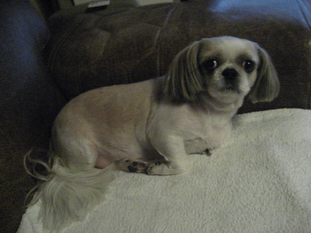 입양의 날 행사에 참석못한 진주초롱