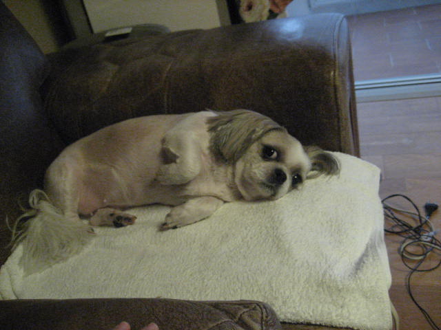 입양의 날 행사에 참석못한 진주초롱