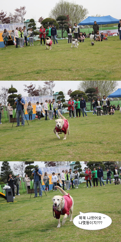 입양동물의날행사 1편 - 게임