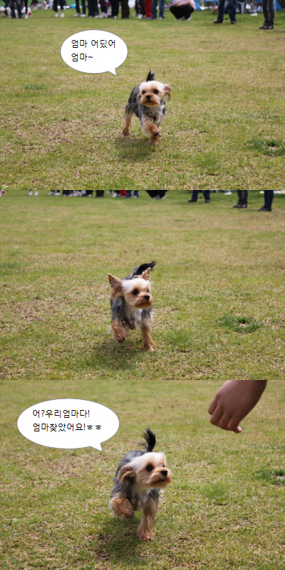 입양동물의날행사 1편 - 게임