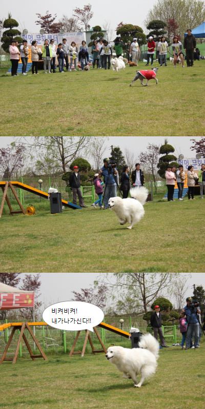 입양동물의날행사 1편 - 게임