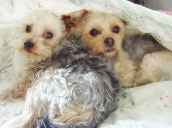 천사같은 우리 뽀두....♥