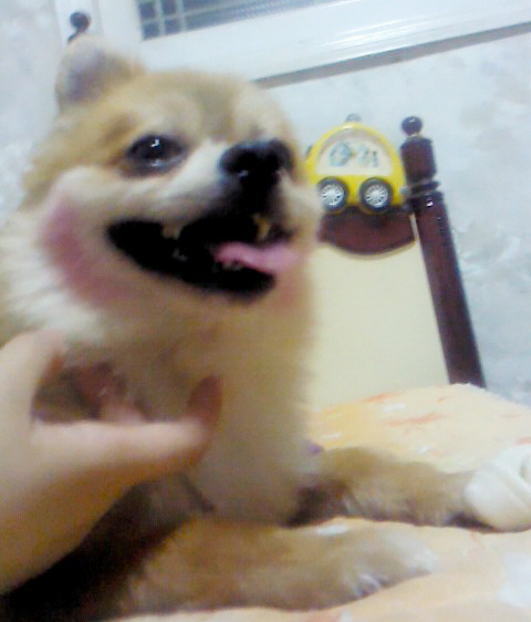 삼식이 오랜만에 왔어요ㆍ∇ㆍ