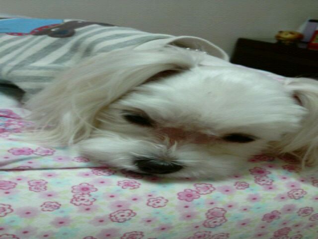 구슬이와뽕이의 입양 적응기..