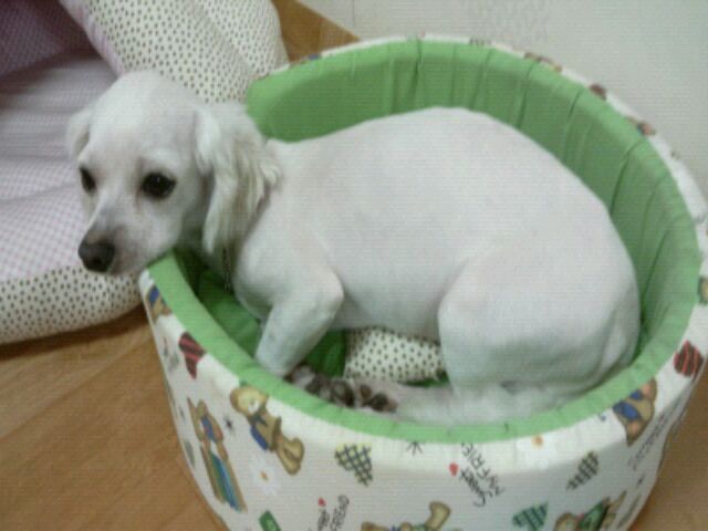 구슬이와뽕이의 입양 적응기..