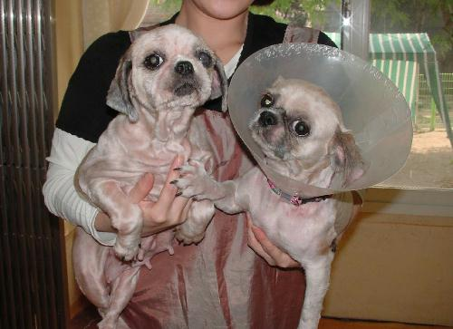 오늘 새벽...알탕이가 갔습니다....