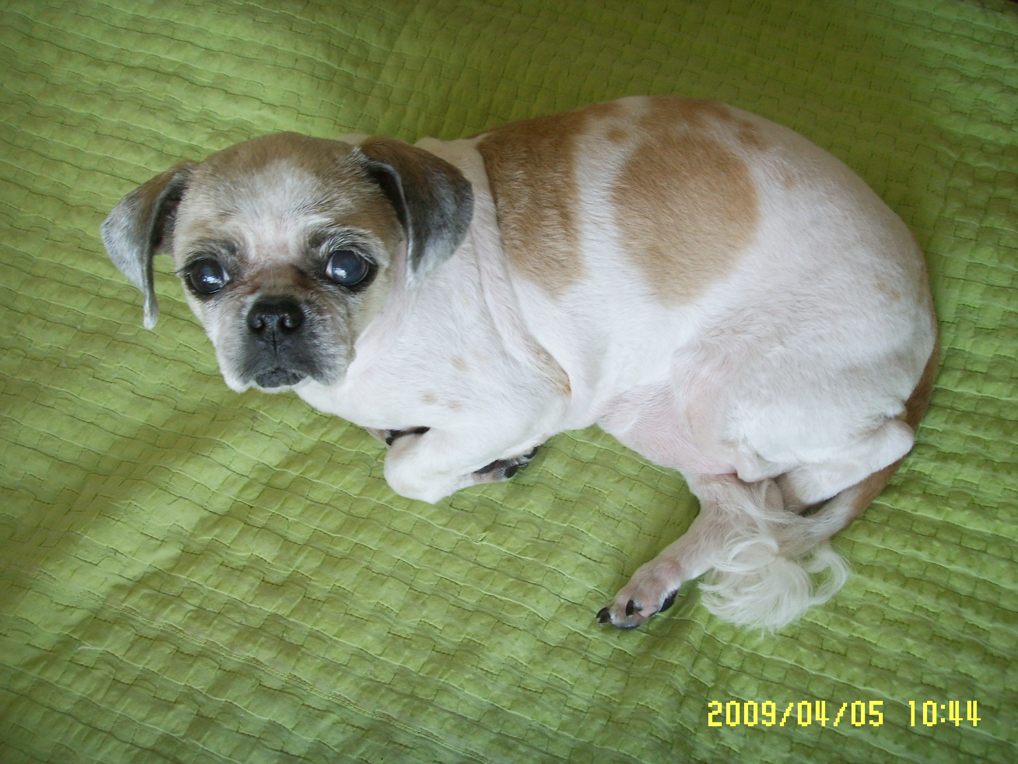 오늘 새벽...알탕이가 갔습니다....