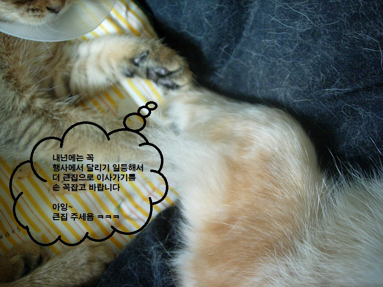 바둑아 ㅋㅋ 내년에는 꼭 !!!!