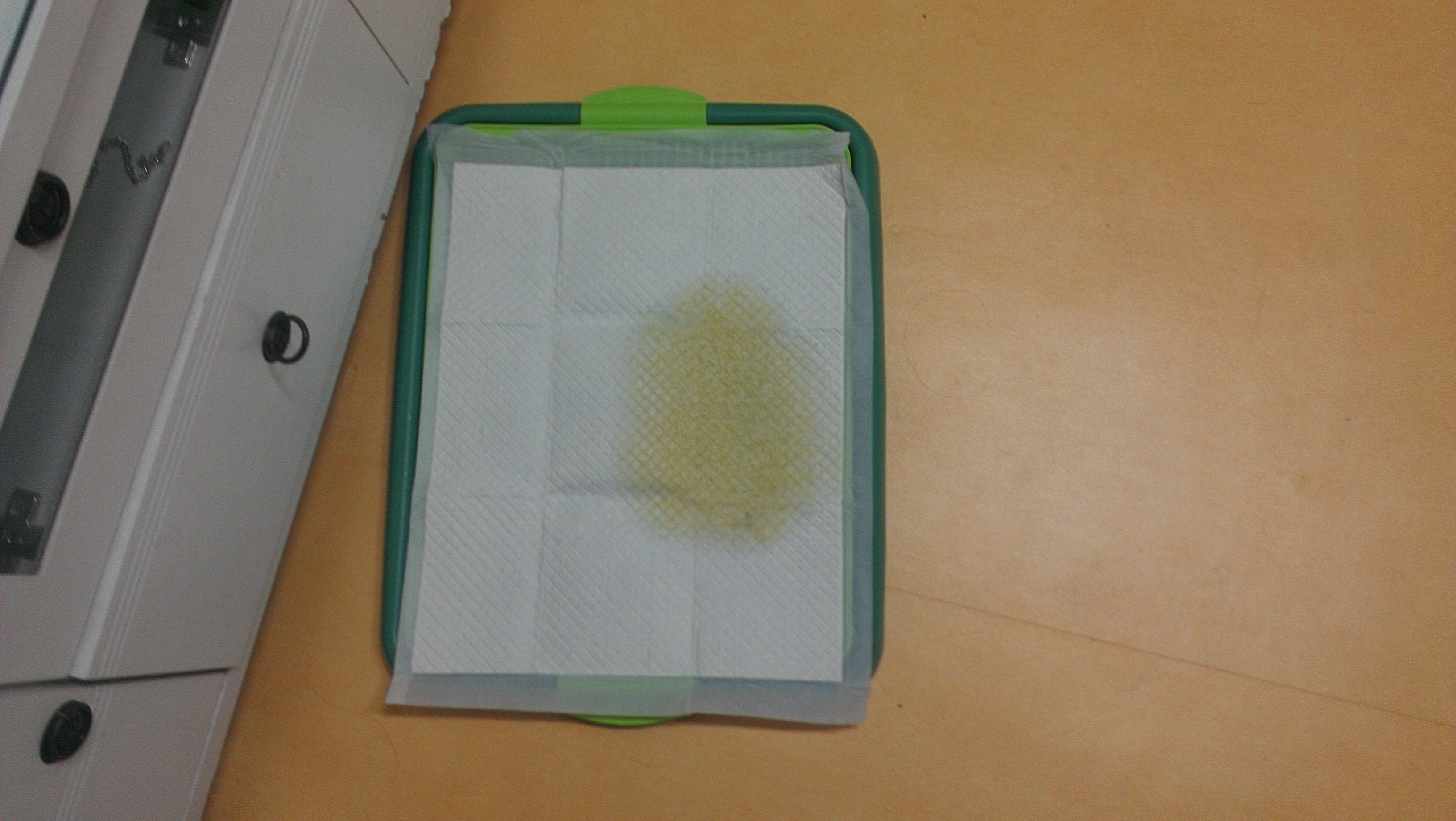 오복이(덕순이)후기2