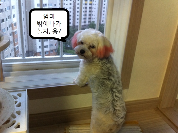 꾸미근황^_^ 꾸미 행복하게 잘 지내고 있어요.