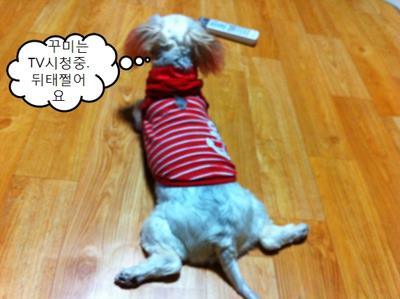 꾸미근황^_^ 꾸미 행복하게 잘 지내고 있어요.