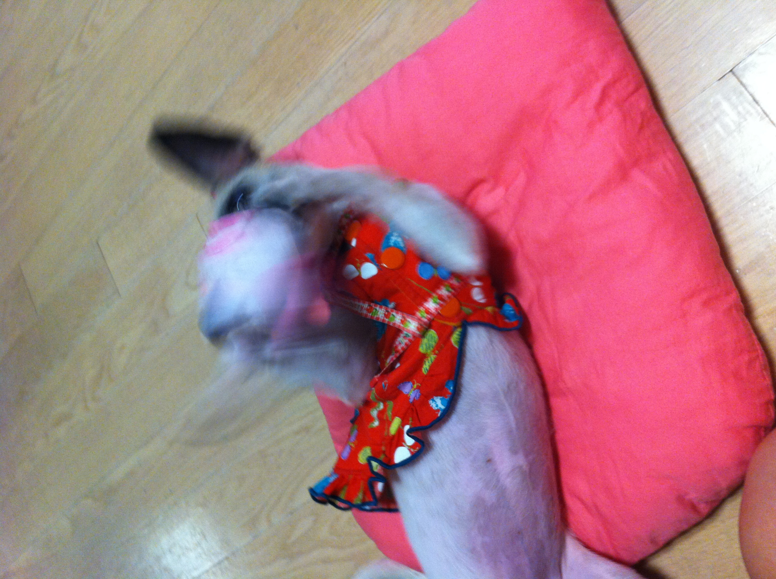 양말 가지고 놀기-