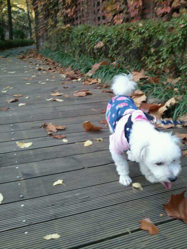 축복이(=똘망이) 동자련 가족들께 안부 인사드립니다