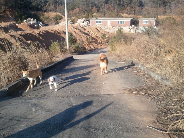 극복이 산책중~~^^