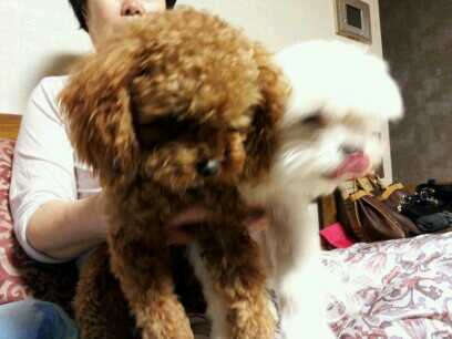 방울이와 딸랑이 첫번째 소식...