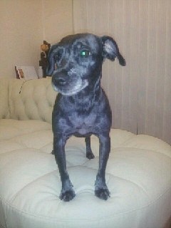 진~짜로 반가운 부산 네로와 슈슈 ~