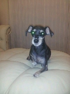 진~짜로 반가운 부산 네로와 슈슈 ~