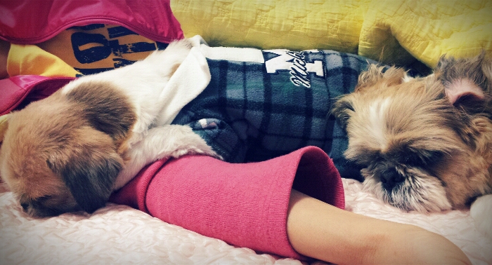 몽이~입양후기 올립니다!!