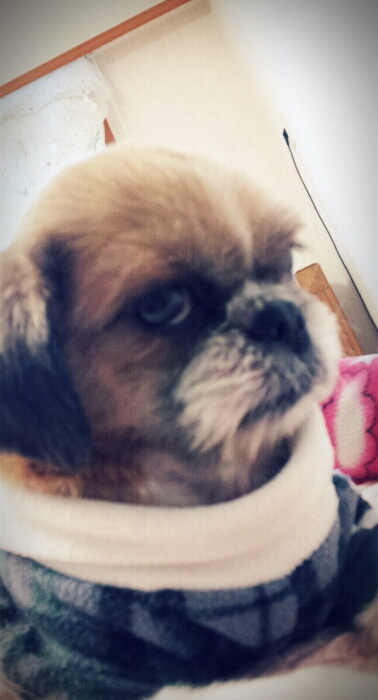 몽이~입양후기 올립니다!!