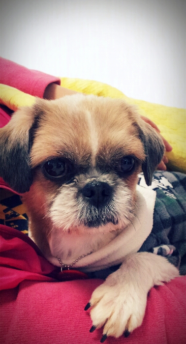 몽이~입양후기 올립니다!!