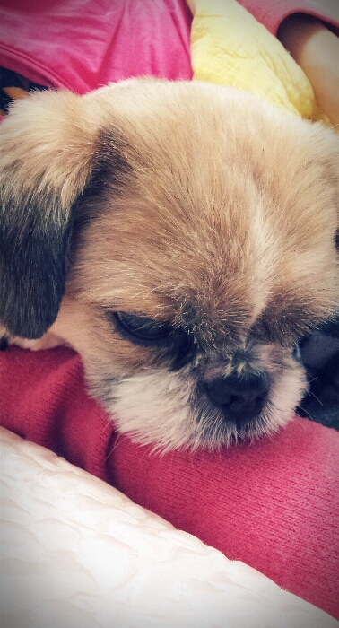 몽이~입양후기 올립니다!!