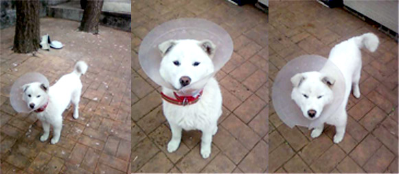 뽀오(선달이) 첫 입양후기 입니다.